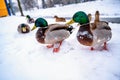 Flock of snowy wild duck on river bank