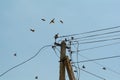 Flock of song thrushes flying against clear sky