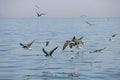 A Flock of Sooty Gulls off Fujairah, UAE