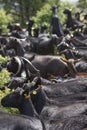 Flock of spanish manchegan goats eating the leaves of juniper bushes. Royalty Free Stock Photo