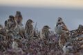 Flock of sparrow birds on the bush Royalty Free Stock Photo