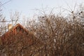 Flock of sparrow birds sits on the bare branches of a tree. Background of a rural house Royalty Free Stock Photo