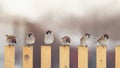 Flock of sparrow birds are sitting on a wooden fence in the village Royalty Free Stock Photo