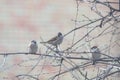 A flock of sparrows on the branches of a tree on nature Royalty Free Stock Photo
