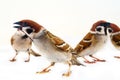 flock of sparrows in dynamics isolated