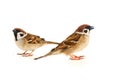 flock of sparrows in dynamics isolated
