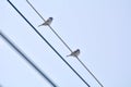A large flock of sparrows flying to the eaves and wires Royalty Free Stock Photo