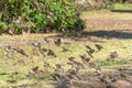 Flock of Sparrows Flying Over Grassy Park Area Royalty Free Stock Photo