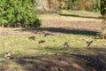 Flock of Sparrows Flying Over Grassy Park Area Royalty Free Stock Photo