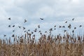 flock of sparrows flying