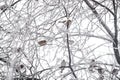 Flock of sparrows on the icy branches of the tree Royalty Free Stock Photo