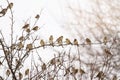 Flock of sparrows perched on branches of a tree; many birds sitting on branches in the winter Royalty Free Stock Photo