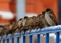 A flock of sparrows