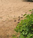 A flock of sparrows resting on the sand. Birds bathe in the sand Royalty Free Stock Photo