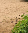 A flock of sparrows resting on the sand. Birds bathe in the sand Royalty Free Stock Photo