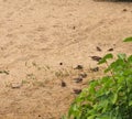 A flock of sparrows resting on the sand. Birds bathe in the sand Royalty Free Stock Photo