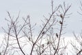 A flock of sparrows sat on a branch of an apricot tree Royalty Free Stock Photo