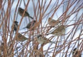 Flock of Sparrows Sitting on Bush