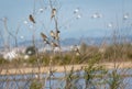 Flock of Sparrows Sitting on Bush in the natural park of Albufera, Valencia, Spain