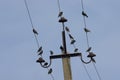 Flock of starlings sitting on power lines Royalty Free Stock Photo