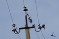 Flock of starlings sitting on power lines Royalty Free Stock Photo