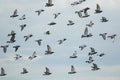 Flock of speed racing pigeon bird flying Royalty Free Stock Photo