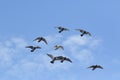 Flock of speed racing pigeon bird flying against beautiful blue Royalty Free Stock Photo