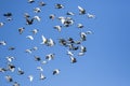 Flock of speed racing pigeon bird flying against clear blue sky Royalty Free Stock Photo
