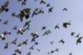 Flock of speed racing pigeon bird flying against clear blue sky Royalty Free Stock Photo