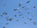 Flock speed racing pigeon bird flying against clear blue sky Royalty Free Stock Photo