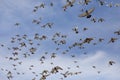 Flock of speed racing pigeon bird flying against clear blue sky Royalty Free Stock Photo