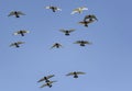 Flock of speed racing pigeon bird flying against clear blue sky Royalty Free Stock Photo