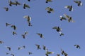 Flock of speed racing pigeon bird flying against clear blue sky Royalty Free Stock Photo