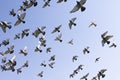 Flock of speed racing pigeon bird flying against clear blue sky