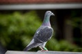 Flock of speed racing pigeon bird flying against clear blue sky Royalty Free Stock Photo