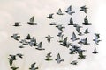 Flock of speed racing pigeon bird flying against clear white sky Royalty Free Stock Photo