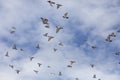 Flock of speed racing pigeon bird flying  against cloudy sky Royalty Free Stock Photo