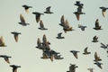 Flock of speed racing pigeon bird flying against sun light Royalty Free Stock Photo