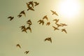 Flock of speed racing pigeon bird flying against sunset sky