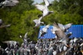 Flock of speed racing pigeon bird flying at home loft