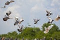 Flock of speed racing pigeon   bird flying Royalty Free Stock Photo