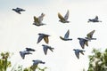 Flock of speed racing pigeon brid flying