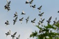 Flock of speed racing pigeon brid flying Royalty Free Stock Photo