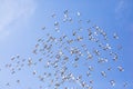 Flock of speed racing pigeon flying against beautiful clear blue sky Royalty Free Stock Photo