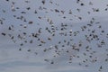 Flock of speed racing pigeon flying against blue sky