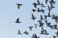 Flock speed racing pigeon flying against clear blue sky