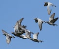 Flock of speed racing pigeon flying against clear blue sky Royalty Free Stock Photo