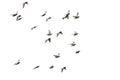 Flock of speed racing pigeon flying isolated white background Royalty Free Stock Photo