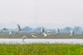 A Flock of Spoon bill taking off