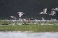 Flock of Spoon Bills and Egrets